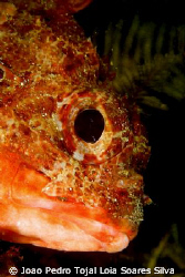 Scorpionfish (Scorpaena notata) shot using a Canon EOS 35... by Joao Pedro Tojal Loia Soares Silva 